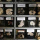 Illustration for article titled The worlds largest museum collection of brains is on display in Peru